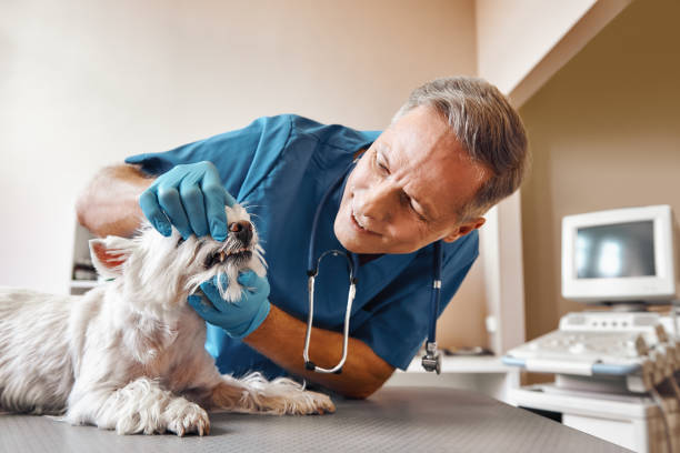 Best After-Hours Dental Trauma Care in Reisterstown, MD